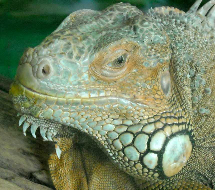   - Iguana iguana  ( 5773) 