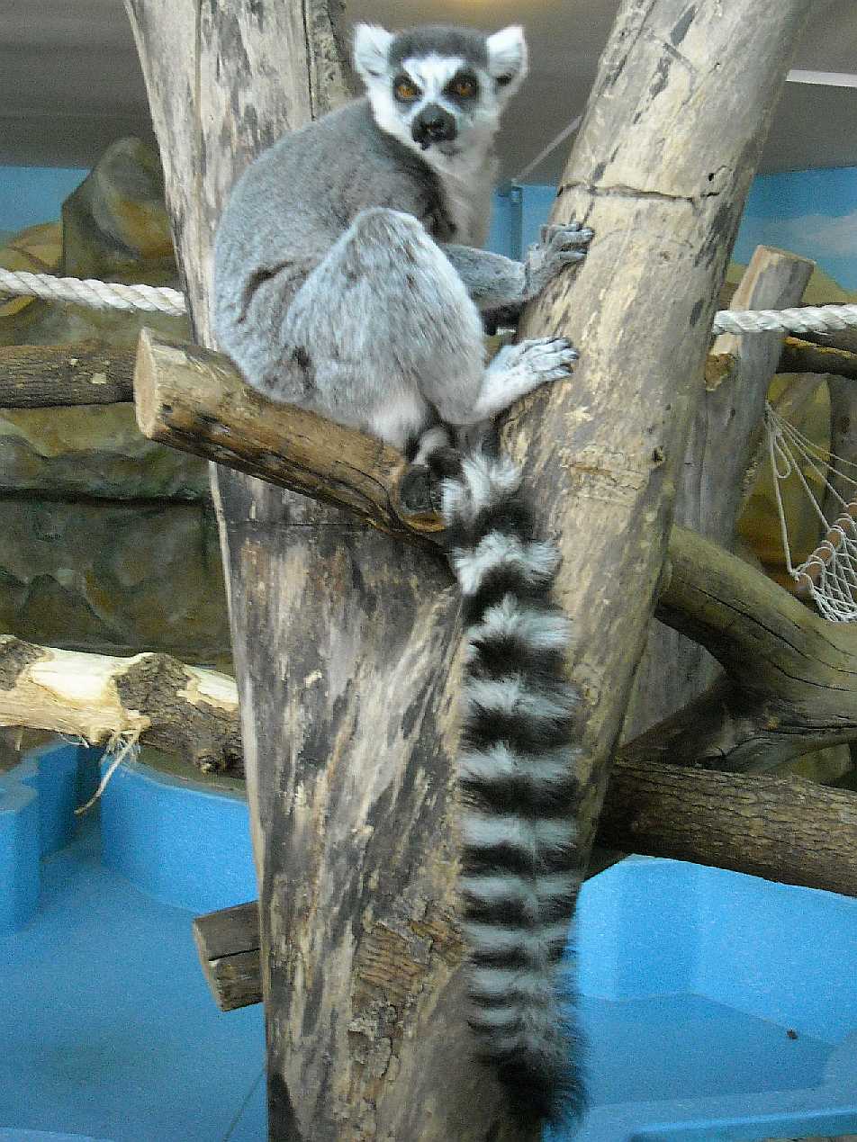   - Lemur catta  ( 5798) 