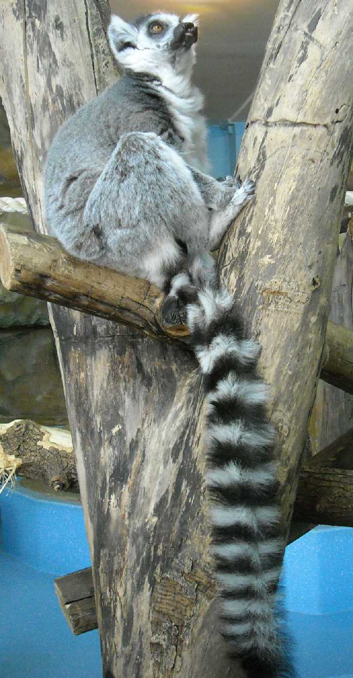   - Lemur catta  ( 5799) 