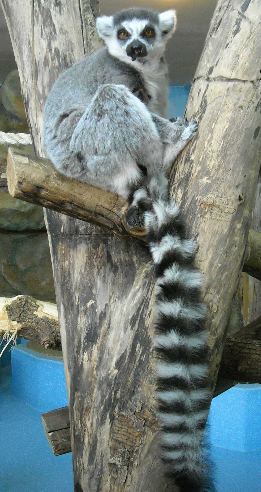   - Lemur catta  ( 5800) 