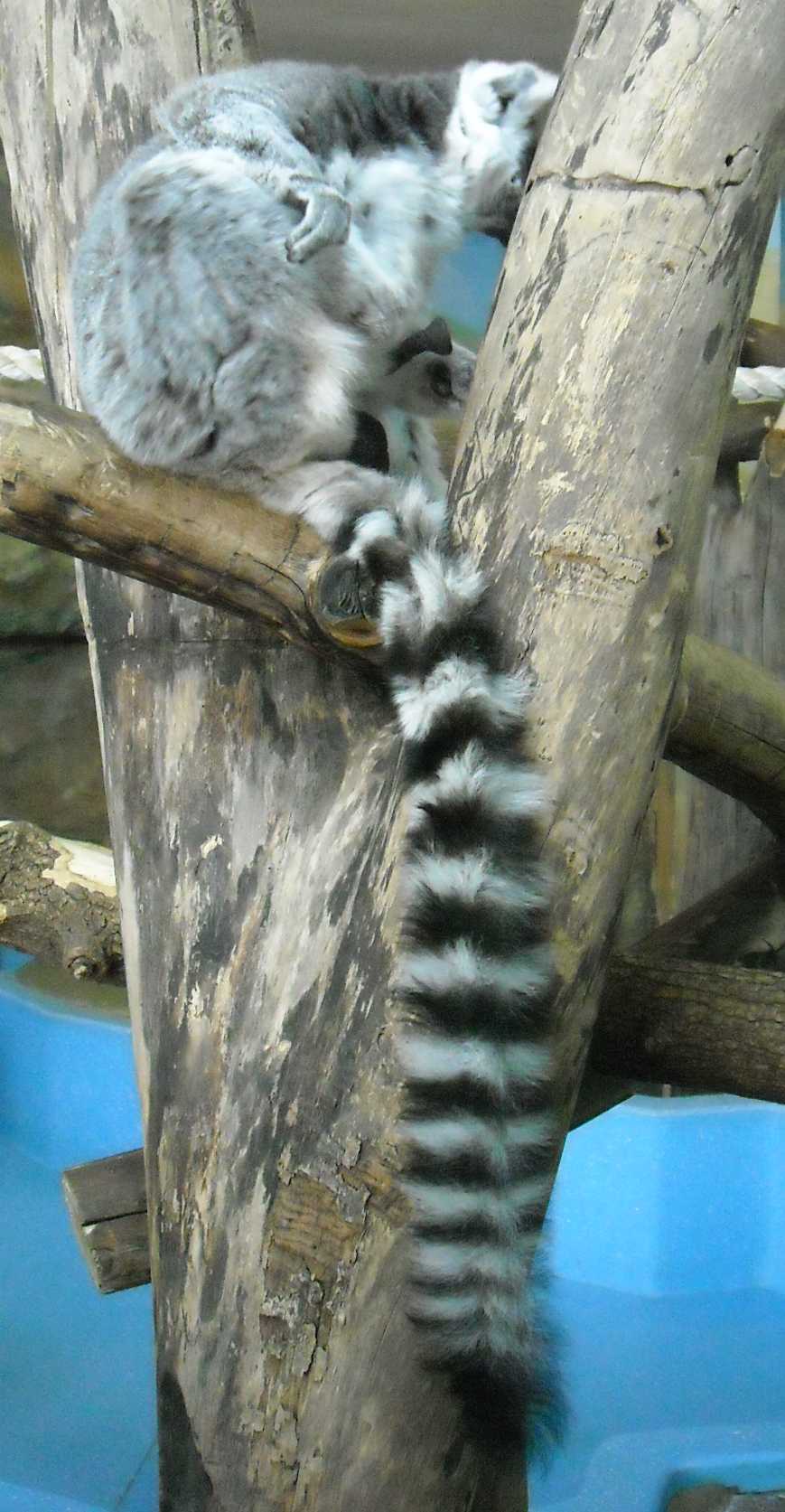   - Lemur catta  ( 5801) 