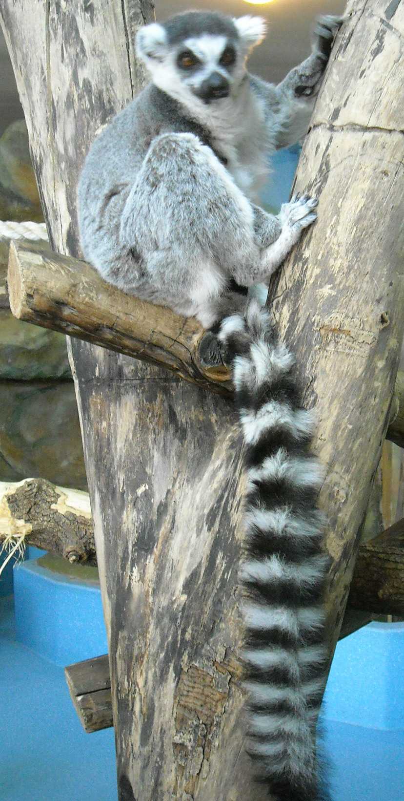   - Lemur catta  ( 5802) 