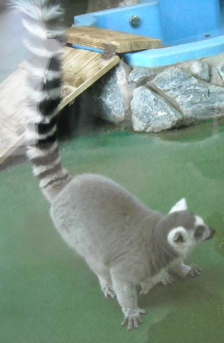   - Lemur catta  ( 5803) 