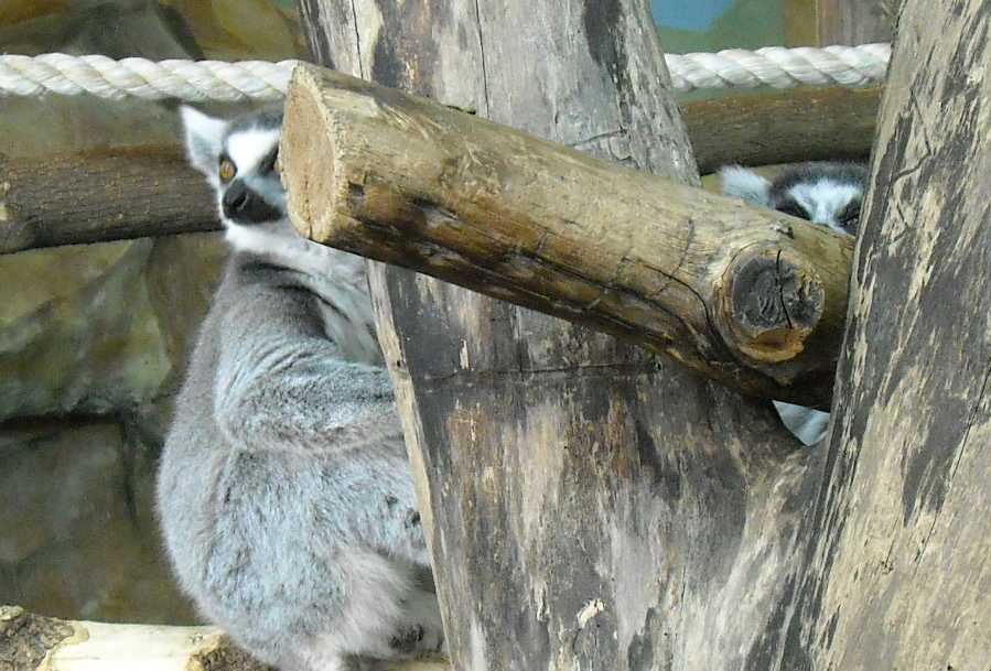   - Lemur catta  ( 5804) 