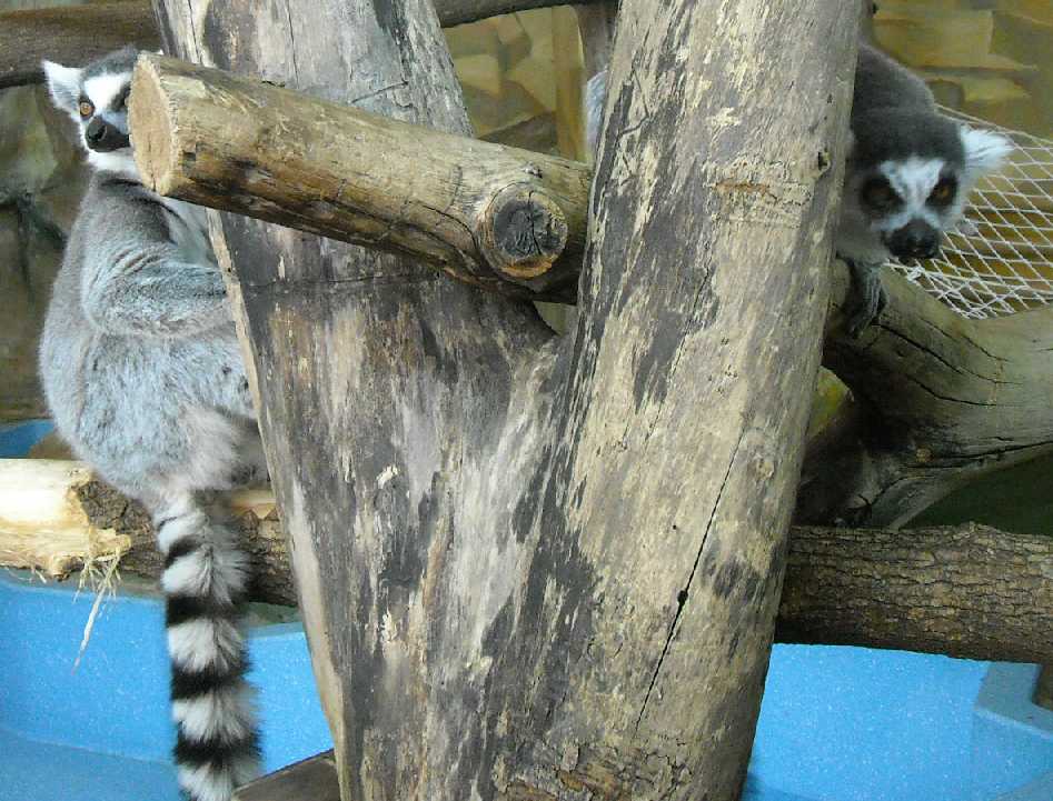   - Lemur catta  ( 5805) 