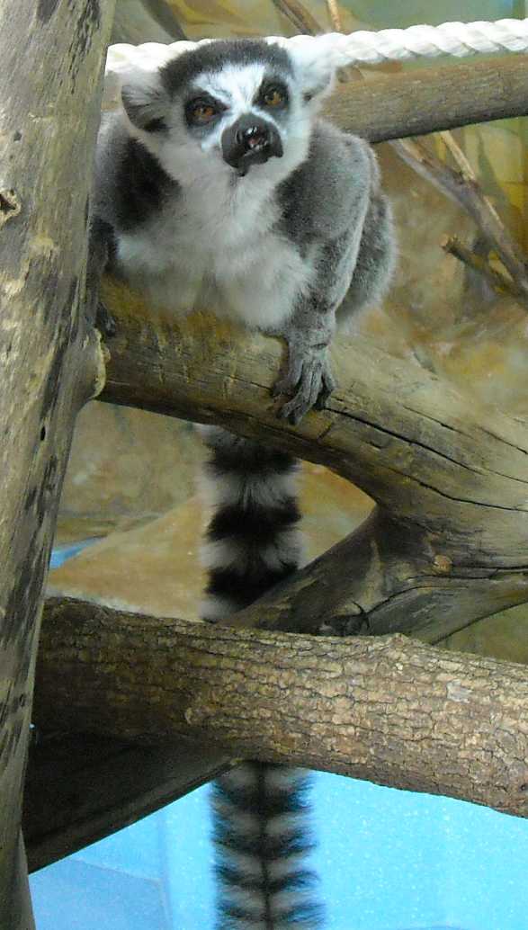   - Lemur catta  ( 5806) 
