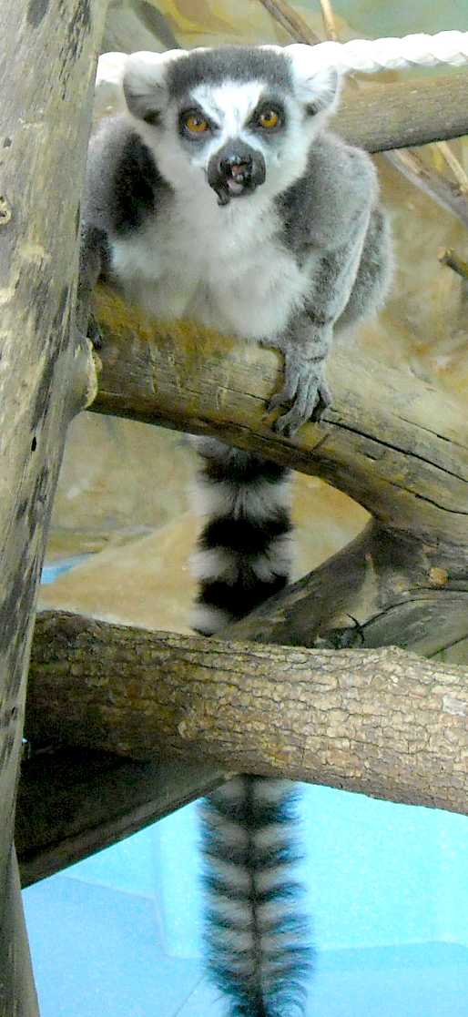   - Lemur catta  ( 5807) 