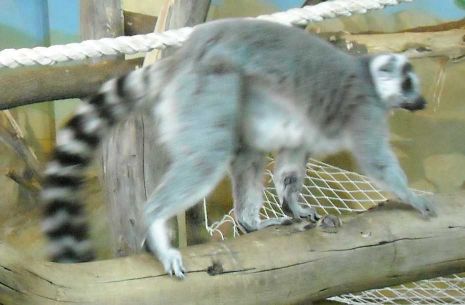   - Lemur catta  ( 5808) 