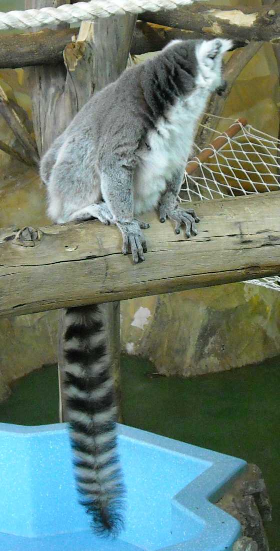   - Lemur catta  ( 5809) 