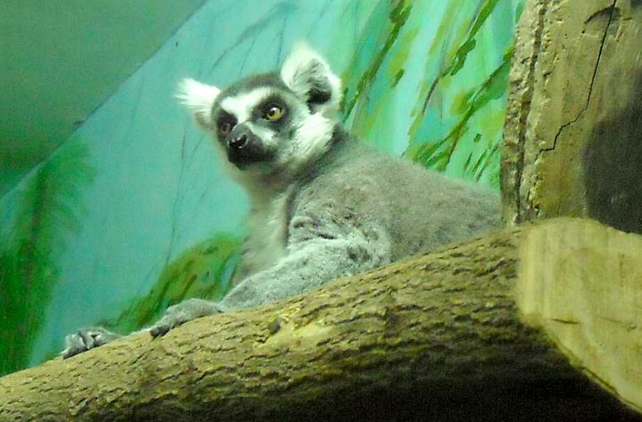   - Lemur catta  ( 5831) 