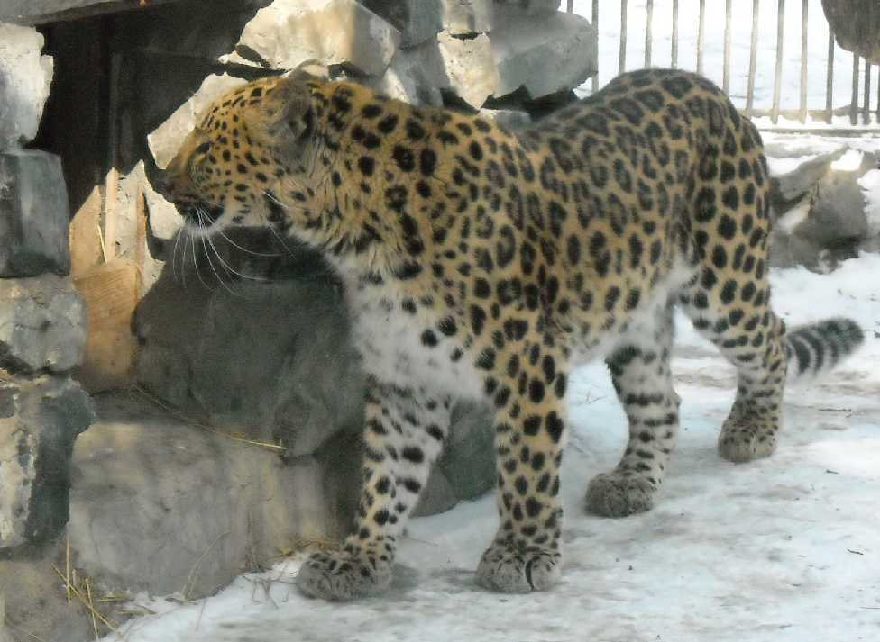   - Panthera pardus orientalis  ( 5839) 