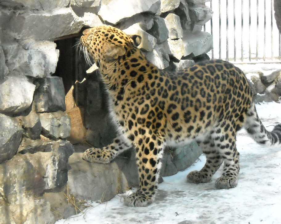   - Panthera pardus orientalis  ( 5840) 