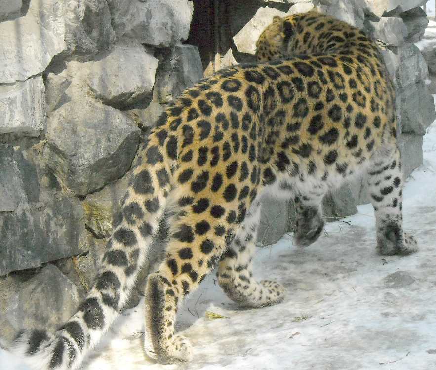   - Panthera pardus orientalis  ( 5842) 