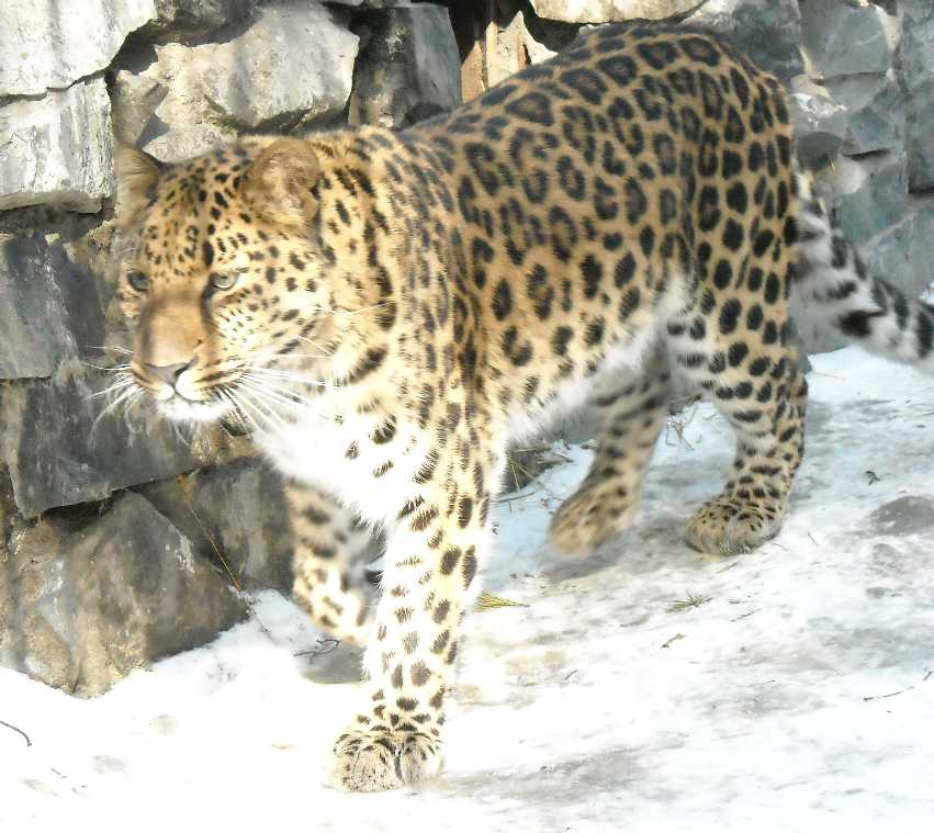   - Panthera pardus orientalis  ( 5843) 