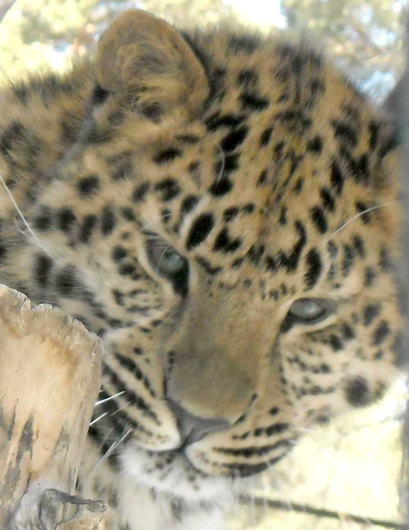  - Panthera pardus orientalis  ( 5846) 