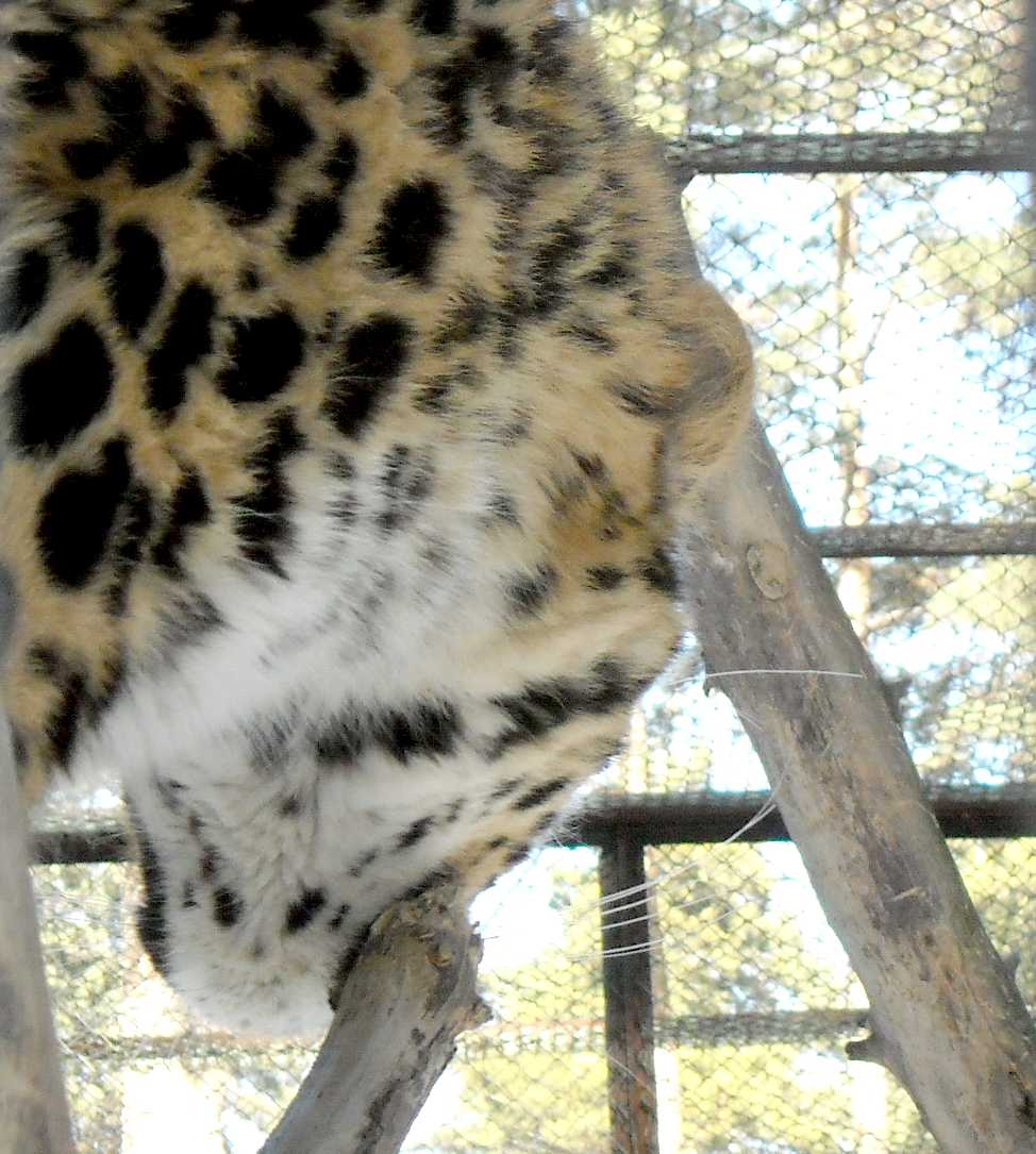   - Panthera pardus orientalis  ( 5847) 
