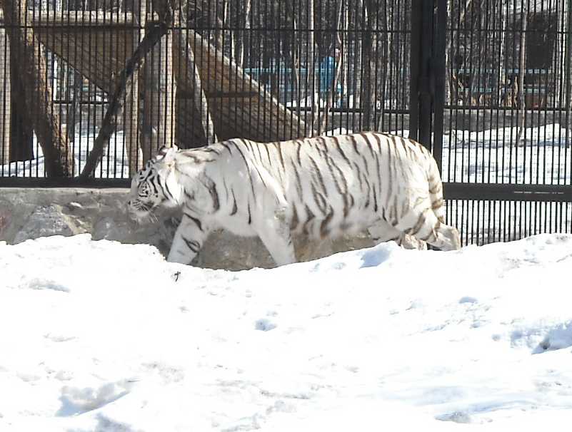     - Panthera tigris tigris var.alba  ( 5858) 