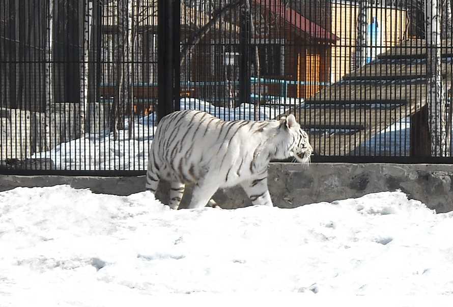     - Panthera tigris tigris var.alba  ( 5859) 