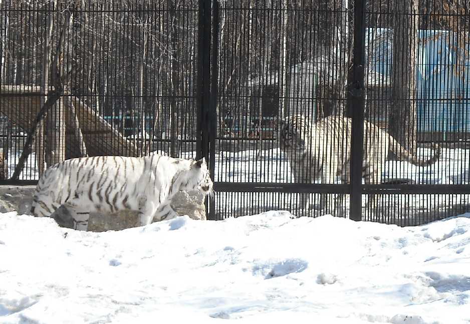     - Panthera tigris tigris var.alba  ( 5860) 