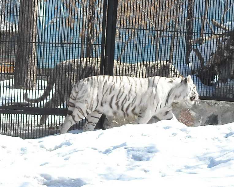     - Panthera tigris tigris var.alba  ( 5861) 