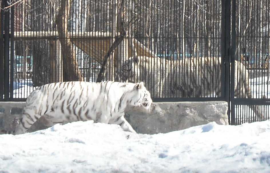     - Panthera tigris tigris var.alba  ( 5862) 