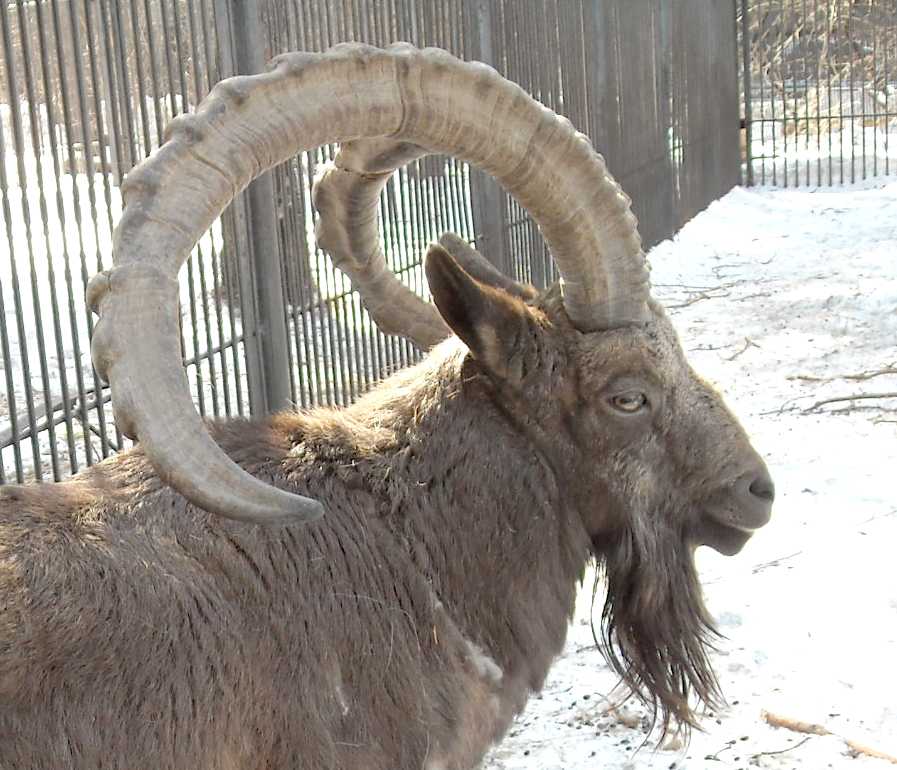    - Capra ibex sibirica  ( 5894) 