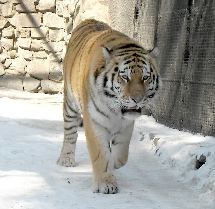   - Panthera tigris altaica  ( 5914) 