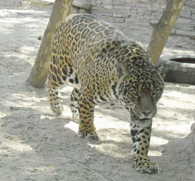  - Panthera onca  ( 6061) 