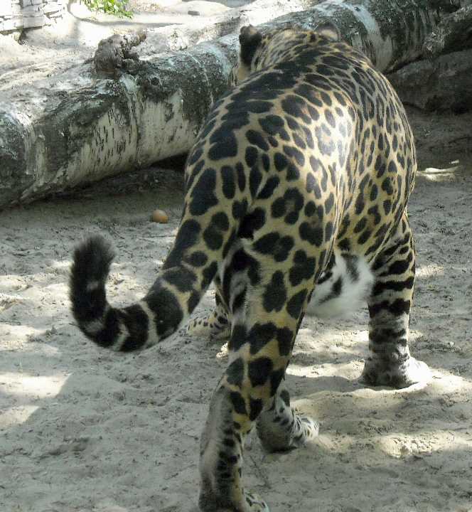  - Panthera onca  ( 6062) 