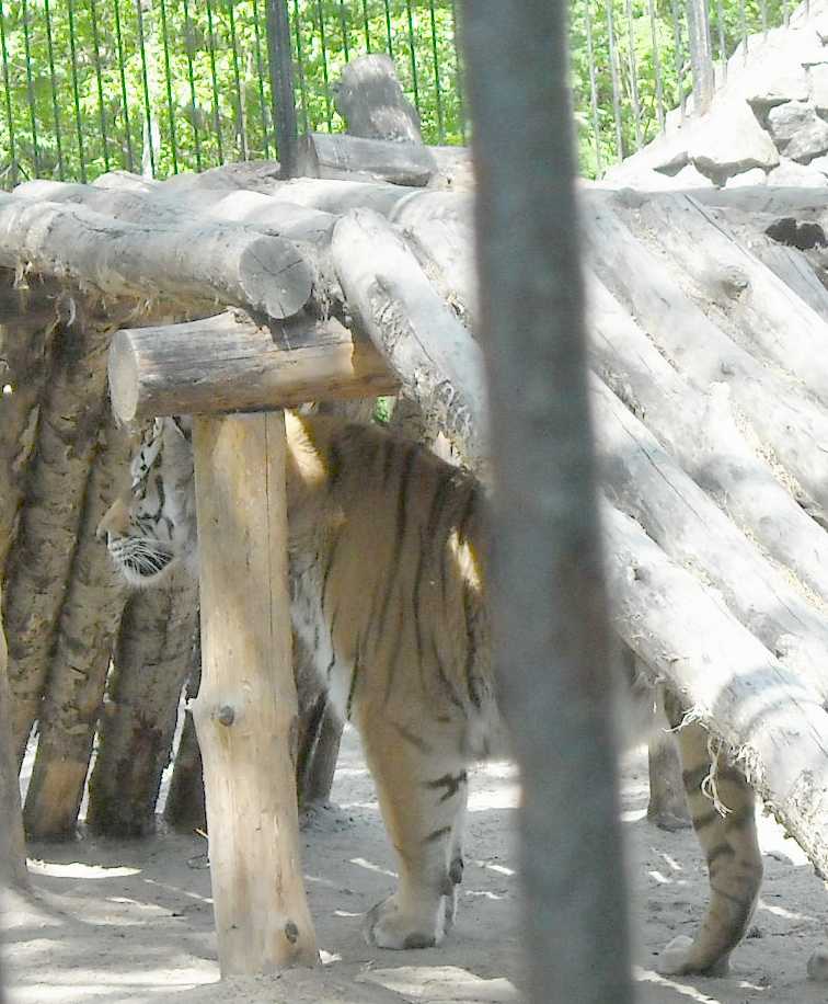   - Panthera tigris altaica  ( 6091) 