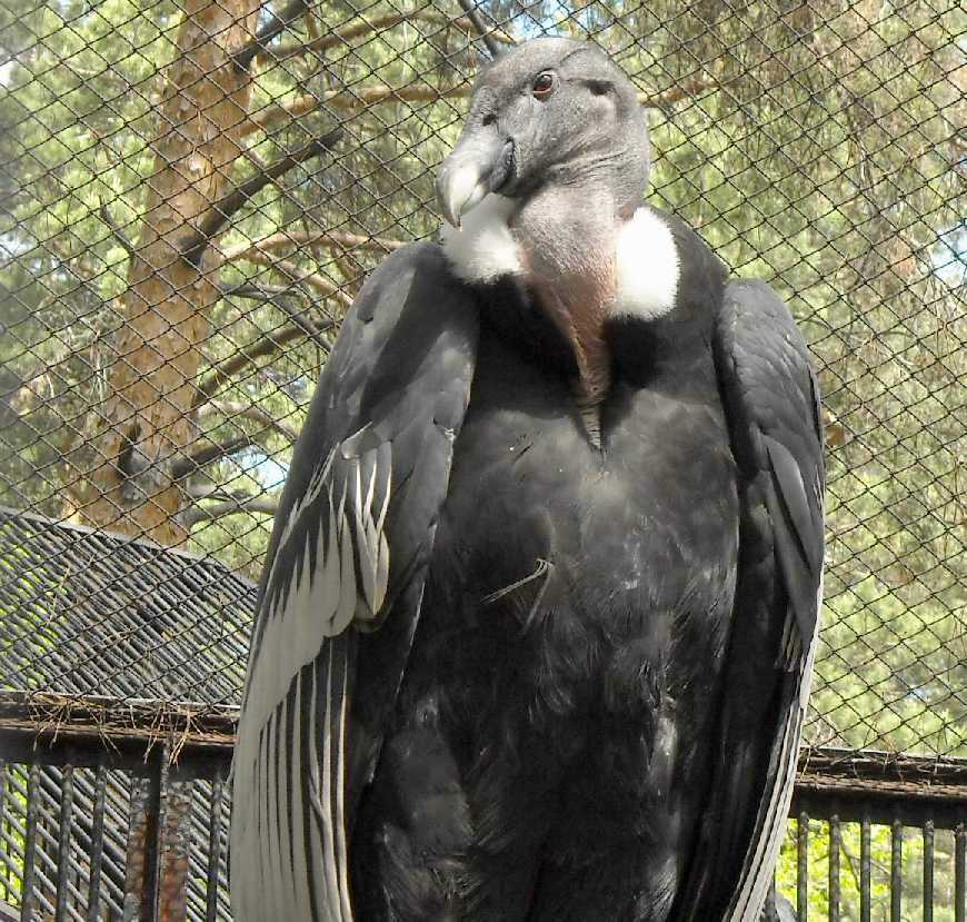   - Vultur gryphus  ( 6150) 