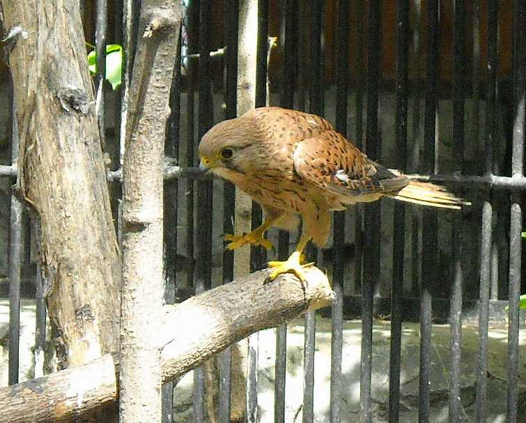   - Falco tinnunculus  ( 6154) 