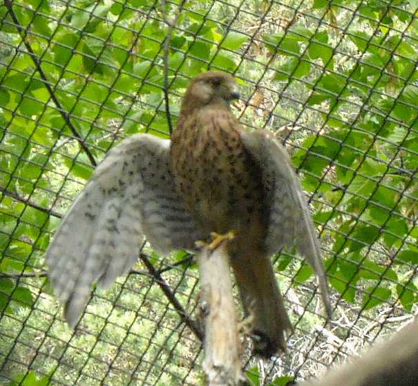   - Falco tinnunculus  ( 6155) 