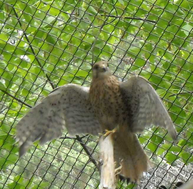   - Falco tinnunculus  ( 6156) 