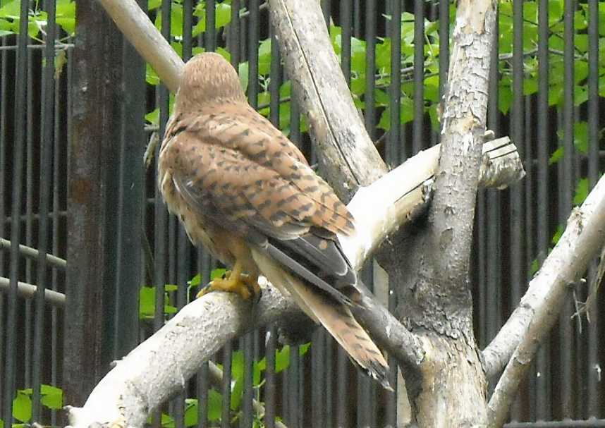   - Falco tinnunculus  ( 6159) 