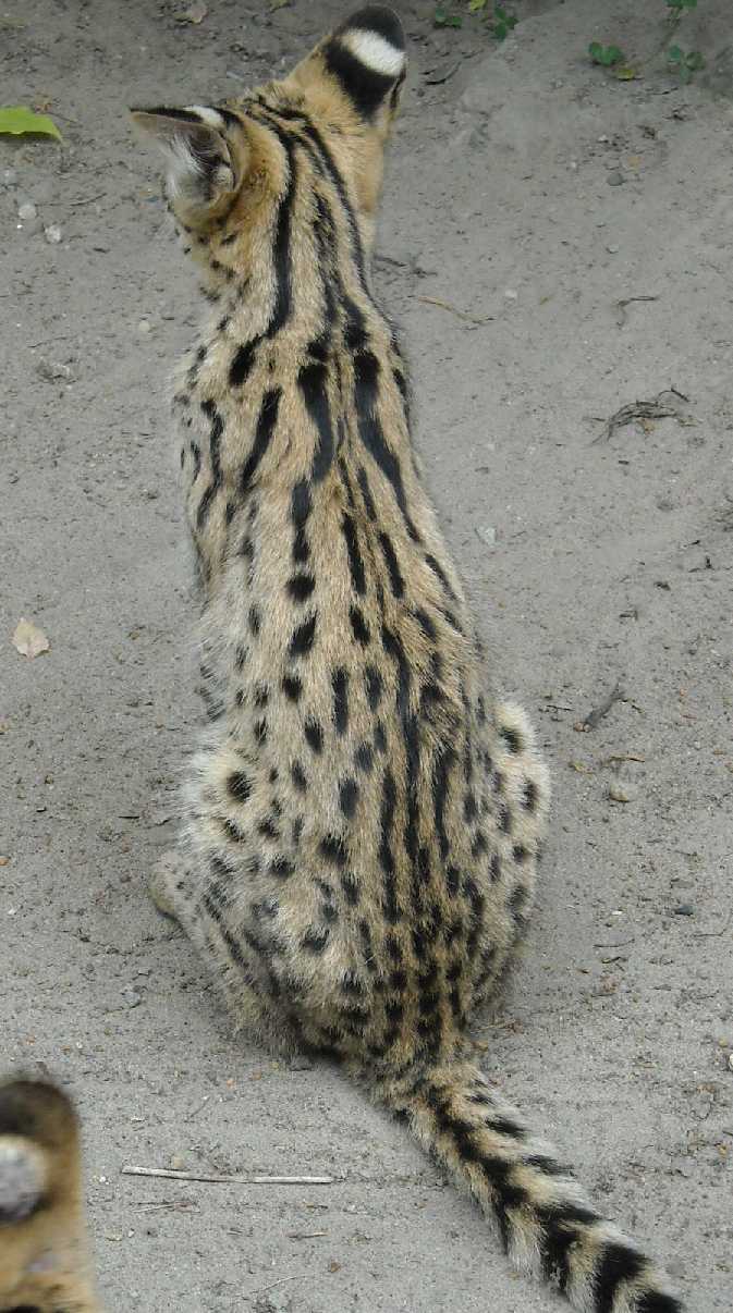  - Felis serval  ( 6278) 