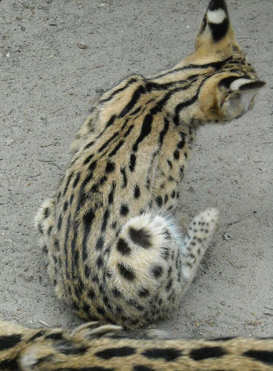  - Felis serval  ( 6284) 