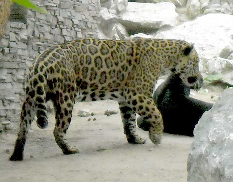  - Panthera onca  ( 6292) 