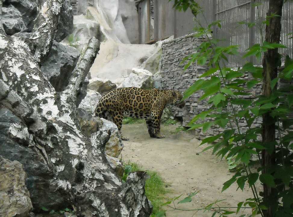  - Panthera onca  ( 6293) 