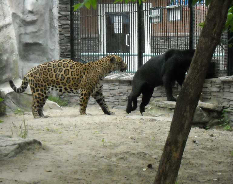  - Panthera onca  ( 6295) 