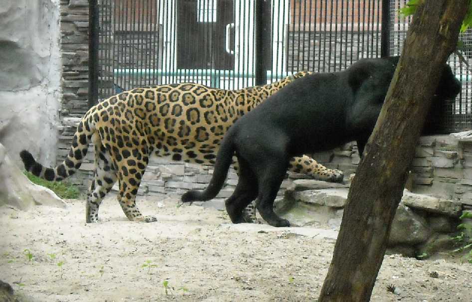  - Panthera onca  ( 6296) 