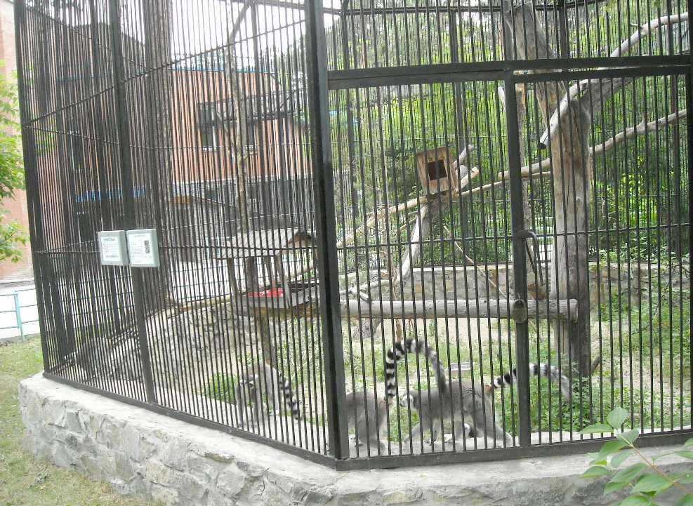  - Lemur catta  ( 6318) 