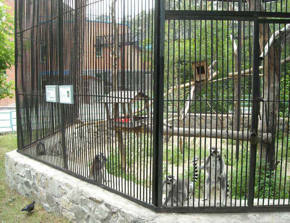   - Lemur catta  ( 6319) 