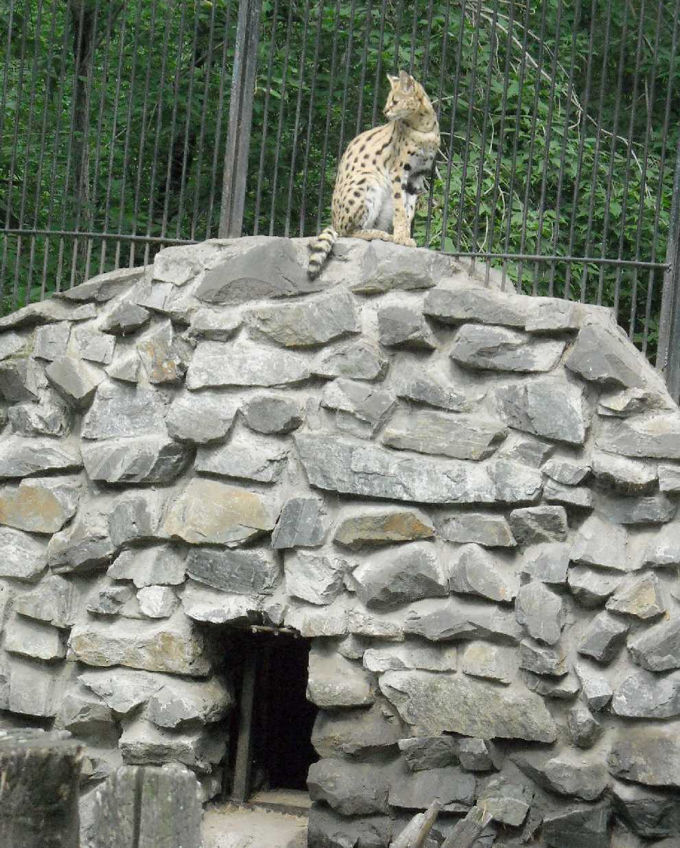  - Felis serval  ( 6685) 