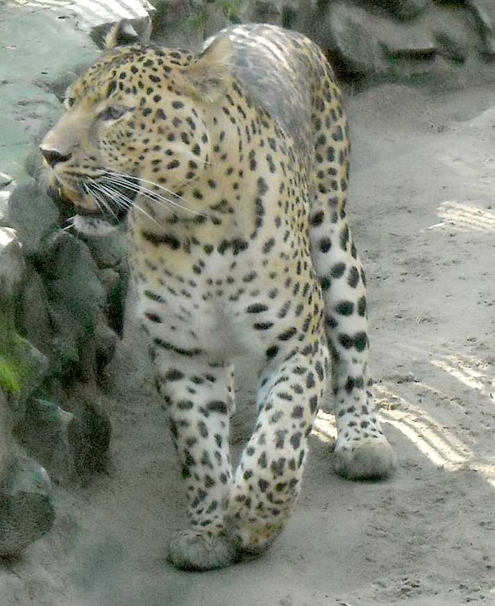   - Panthera pardus ciscaucasica  ( 6722) 