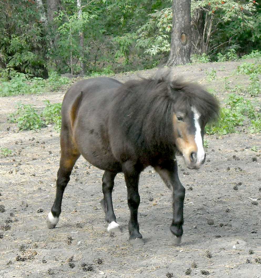   - Equus caballus  ( 6730) 