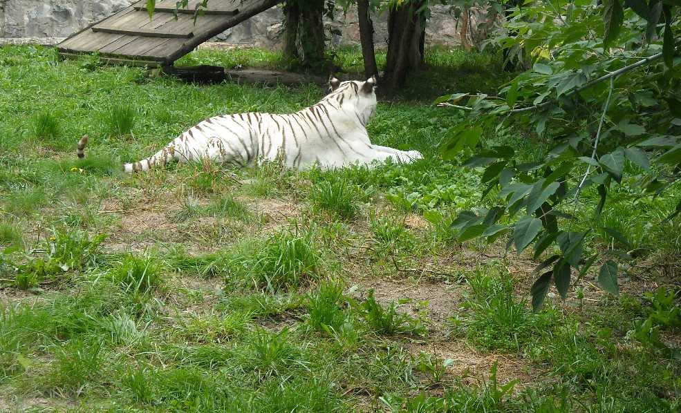     - Panthera tigris tigris var.alba  ( 6797) 