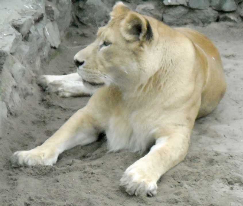  - Panthera leo  ( 6850) 