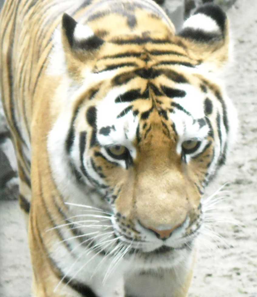   - Panthera tigris altaica  ( 6854) 