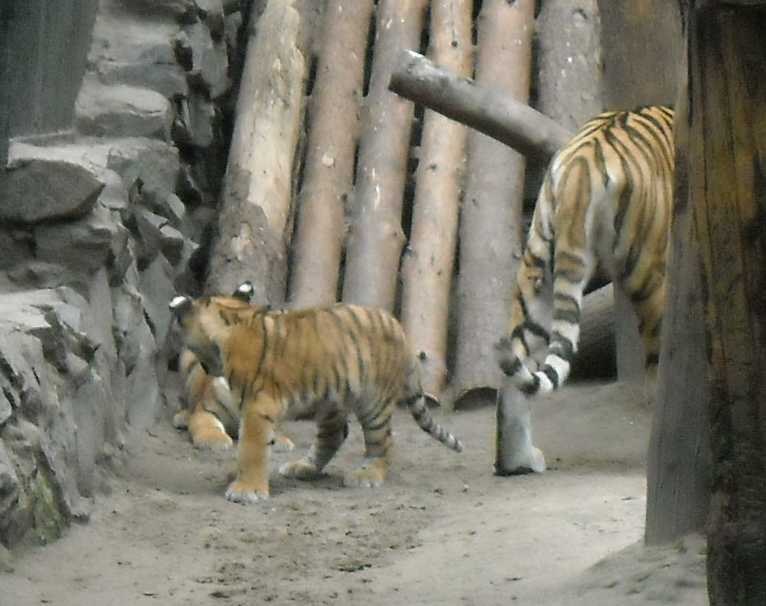   - Panthera tigris altaica  ( 6855) 